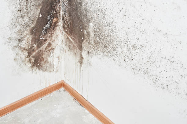 Best Attic Mold Removal  in Braddock, VA